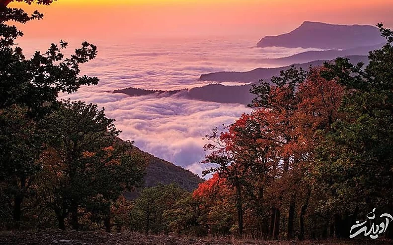 جنگل ابر شاهرود